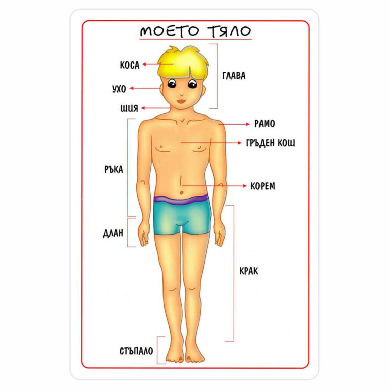 Мини таблото “Моето тяло” е двустранно, ламинирано и е с размери 15.5 x 23 cm.